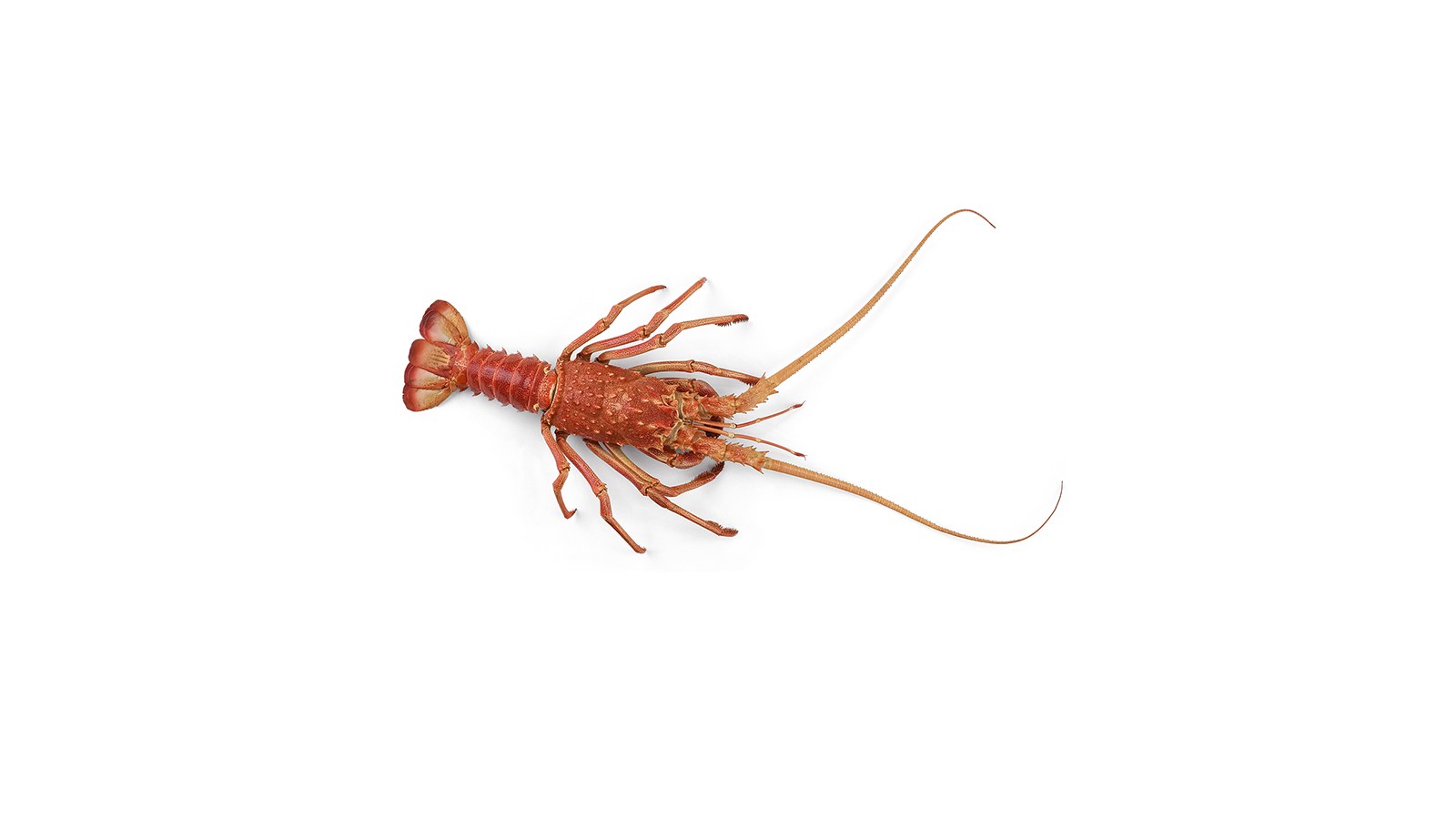 Aotea Great Barrier locals are seeking new measures to manage spiny and packhorse rock lobster fishing.