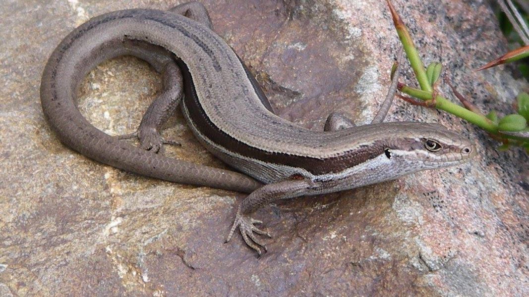 A white-bellied skink, one of New Zealand's rarest lizards, will be part of a new protected population at Orana Wildlife Park.